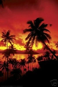 beautiful PALM TREES at SUNSET POSTER FIJI BEACH TREE - Picture 1 of 1