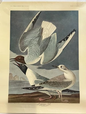 John James Audubon "Bonaparte’s Gull" 1836 Print by R. Havell – Hoffmann-La Roch - Image 1 of 4