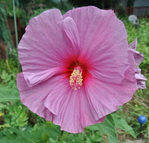SAMEN für draußen RIESEN-BLüTEN-HIBISKUS Blüten-Rispen Balkon Samen gartenfr - Bild 1 von 1
