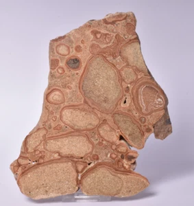 ONCOLYTIC STROMATOLITE, Tertiary, Australia S1155 - Foto 1 di 5