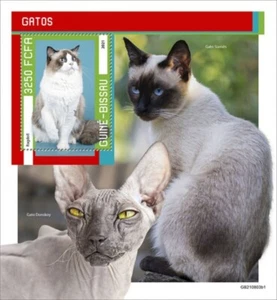 Guinea-Bissau - Razas de gatos Ragdoll 2021 - Hoja de recuerdo de estampillas - GB210803b1 - Imagen 1 de 1