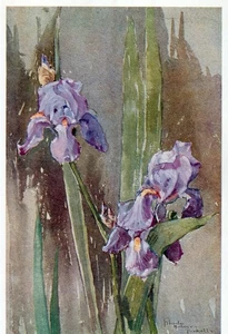 Vintage Floral Print, Fleur-de-lis Iris, Keramic Studio 1907 botanical art 13x10 - Picture 1 of 3