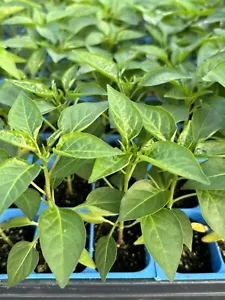 SUPER CHILI LOT OF 3 Super Hot Pepper LIVE PLANTS 75 Days Old - Picture 1 of 1