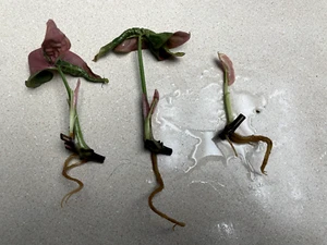 syngonium pink splash, well rooted cutting, packed in peat moss. - Picture 1 of 6