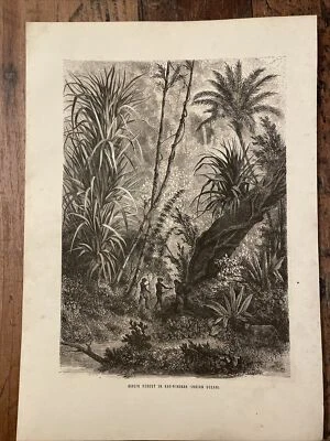 1862  Indian Palm Jungle Original Illustration Engraving Vintage Retro Design - Bild 1 von 4