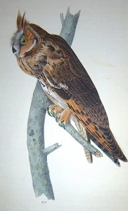 Audubon 1st ed Octavo   LONG EARED OWL    Birds of America   1840 original litho - Picture 1 of 7