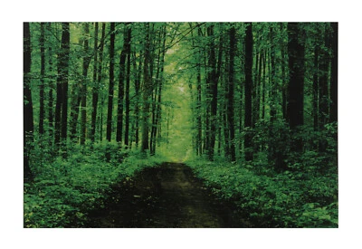 Póster de selva tropical sin marco (24 x 48 pulgadas) Foto 1 de 2