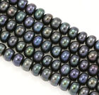 6-7mm Peacock Black Button Rondelle Freshwater Pearls Beads AA Jewellery Making