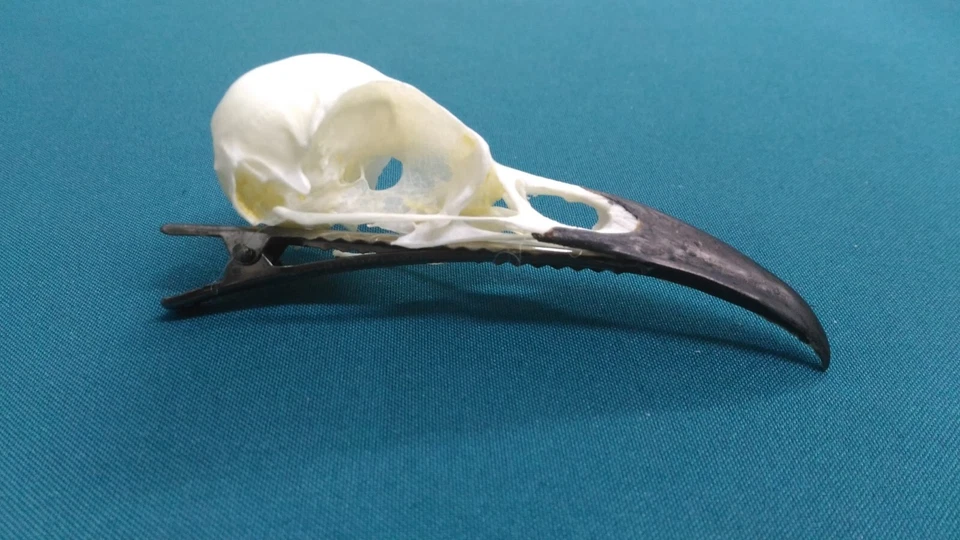Raven skull, hair clip - Image 1 of 4