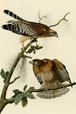John James Audubon - Red Shouldered Hawk (1826) Poster Painting Art Print