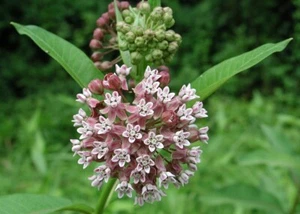 Syriaca Milkweed Asclepias Common Leaves Glossy And Thick Pink Purple 20 Seeds - Picture 1 of 1