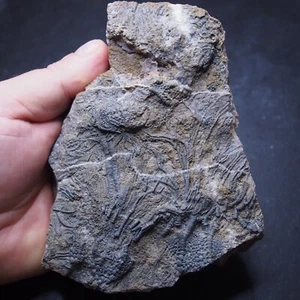 Mahoumacrinus sp. Fósil Devónico Crinoide Elegantes Escifocrinitas - Imagen 1 de 10