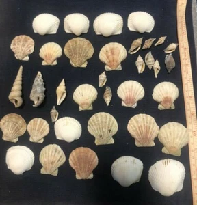 Carcasas de mar mixtas para artesanías hágalo usted mismo, decoración de playa   - Imagen 1 de 6