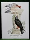 MisterBcards 12 Red Footed Falcon Notelets (75x100mm) with White C7 Envelopes