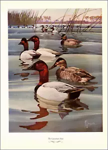 1957 Vintage Impresión Juego Caza Lona Back Pato Pájaro Natación Deporte Campo Llanuras - Imagen 1 de 3