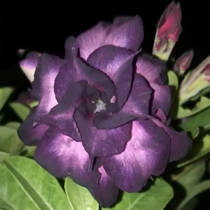 Purple Desert Roses 'Maha-Mongkhon' Adenium Perennial Triple Flowers Rare Hybrid - Picture 1 of 14