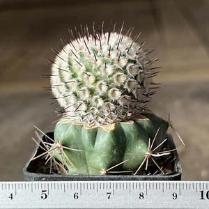 A20-233. Mammillaria andersoniana (Grafted) - Picture 1 of 2