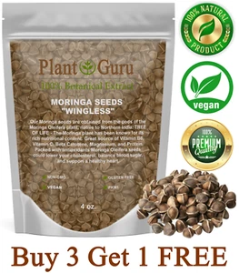 400 Moringa Oleifera Seeds 4 oz. WINGLESS Fresh Organic Semillas de Moringa Tree - Picture 1 of 17