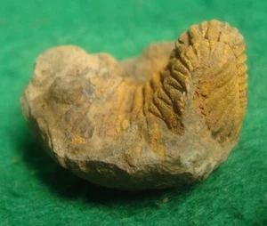 FOSSILER POSITIVER NEGATIVER CALMONIID TRILOBIT AUS DEM DEVON VON BOLIVIEN SELTEN f - Bild 1 von 3