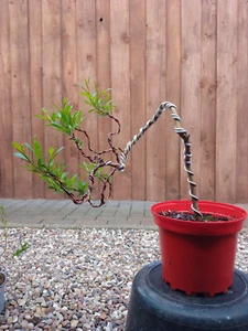 Bonsai, Drachenweide, Salix udensis, Sekka, ca. 25 cm, Pre Bonsai, gedrahtet - Bild 1 von 4