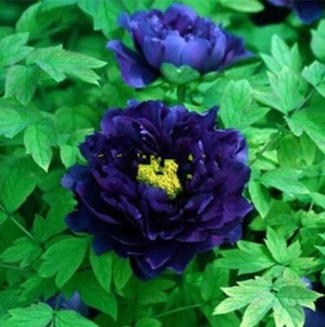 20 SEEDS for Blue Purple PEONIES rare blossom flowering exotic plant USA Seller - Picture 1 of 3