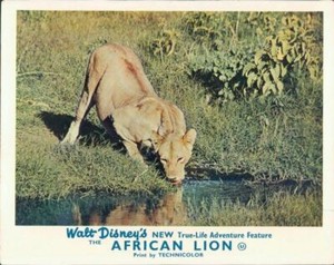 WALT DISNEY'S THE AFRICAN LION 1955 LOBBY CARD LION