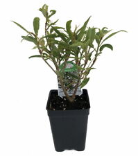 Willow Leaf Weeping Fig - Ficus - 2.5" Pot - Fairy Garden Plant or Bonsai