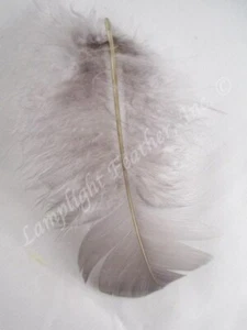 Gray Craft Feathers Turkey Plumage per one ounce package - Picture 1 of 1
