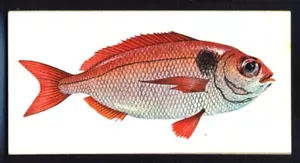 Craven Black Cat (Carreras) Sport Fish 1978 - Red Bream No. 32 - Picture 1 of 2