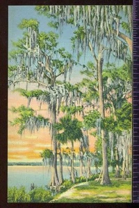 Cypress Trees Covered with Moss in Dixiland Postcard - Picture 1 of 1
