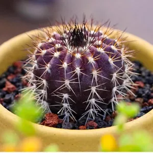 Pianta di cactus succulenta 4 cm Uebelmannia Pectinifera Cactaceae bellissima rara - Foto 1 di 8