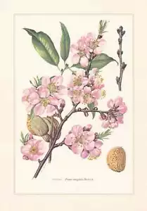 Mandel Mandelbaum - Prunus dulcis schöner Farbdruck von 1960 - Bild 1 von 1