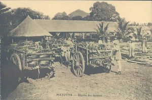 French colonies MAYOTTE bananas harvest 1910s PC - Picture 1 of 2