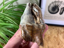 Woolly Rhino Tooth, Russia #19 - Pleistocene, Ice Age Fossil