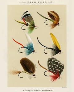 Druck oder Leinwand - Bassfliegen von Mary Orvis Marbury - Bild 1 von 1