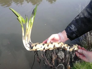 1 LARGE POND PLANT WATER LILY LARGE AQUATIC GARDEN POND MARGINAL LILIES LILLIES - Picture 1 of 2