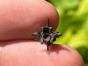 NICE Florida Fossil Snake Vertebrae Pleistocene Ice Age Reptile Bones - Picture 1 of 6