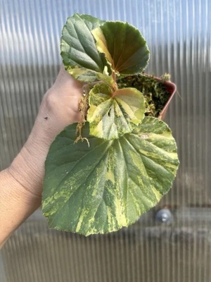 Begonia Cucullata Variegated 2” Rooted Live Terrarium EXACT PLANT #3 - Image 1 of 2
