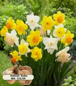 DAFFODIL Spring Bulbs - MIX Color - 25 x BULBS - FREE POSTAGE - Picture 1 of 5