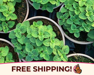 5250+ Semillas de orégano italiano | Reliquia, no transgénica, paquete de semillas de jardinería de hierbas, EE. UU. Foto 1 de 4