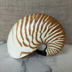 Natural Nautilus Seashell Nautilus Pompilius 5”L X 4.25”H - Picture 1 of 14