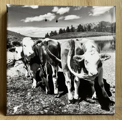 Bild Berge Leinwand Kuh Kühe Alm Schwarz Weiß 20 X 20 cm Österreich - Bild 1 von 3