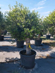 Gnarled Olive Trees 6 ft - Picture 1 of 1