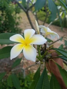 Plumeria White Cutting 6-8in. Scented Flower Frangi Hawaiian USA Ship Yellow - Picture 1 of 2