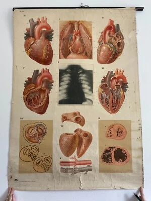 Original vintage médico pull down escuela carta de corazón Foto 1 de 2