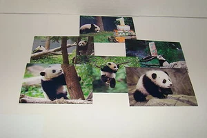 BAO BAO The Panda Bear Cub #17 - Picture 1 of 1
