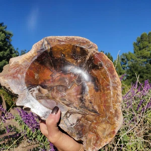 Ciotola grande dichiarazione in legno pietrificato 4910 grammi e 11 libbre - Foto 1 di 15
