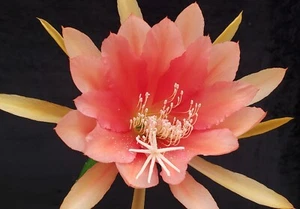 Epiphyllum 'Jan Killian' Unrooted Cutting - Rare Orchid Cactus - Beautiful! - Picture 1 of 3