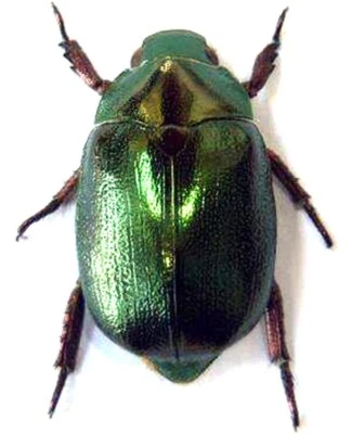 Australian xmas beetle  Anoplognathus aeneus - image 1 of 4