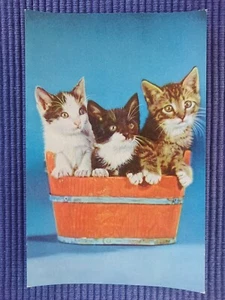 Antiguo Tarjeta Postal Postales Ak 3 Gatos de Casa Katzenjunge Atigrado Bottich - Imagen 1 de 2